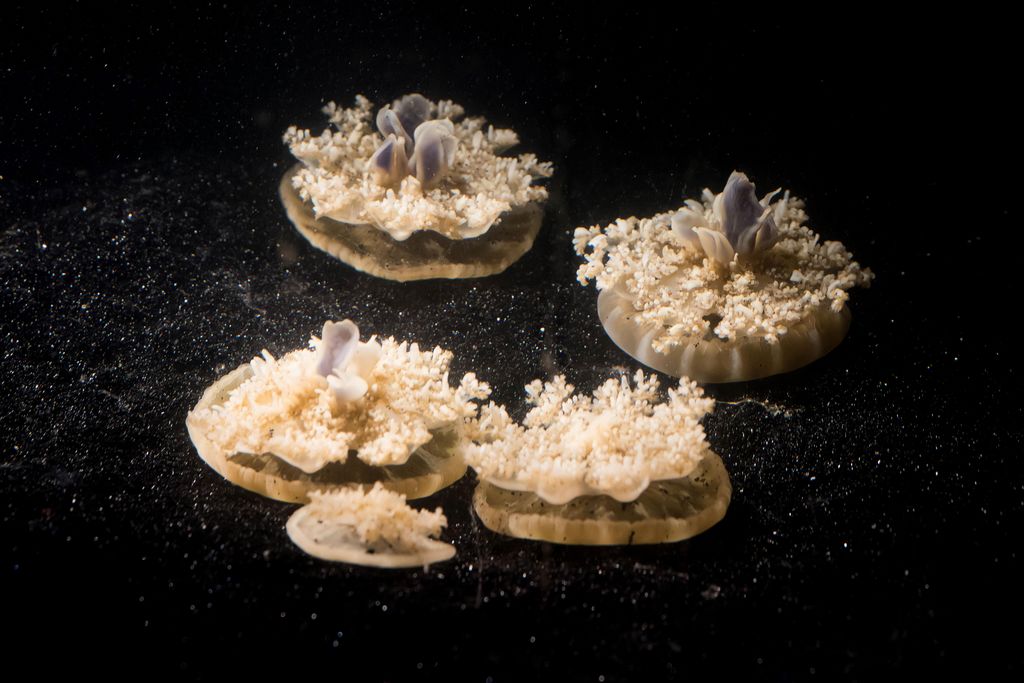 Jellyfish Sleep