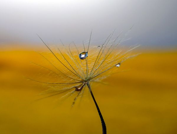 Water droplet on Dandelion thumbnail