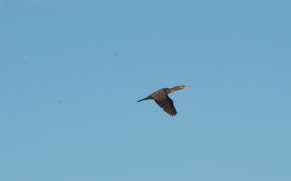 Double-crested cormorant in flight thumbnail