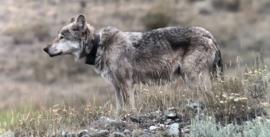 Profile view of wolf wearing a radio collar
