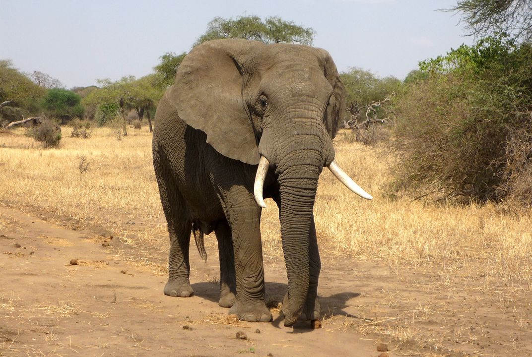What an Elephant's Brain Reveals About Its Trunk, Smart News
