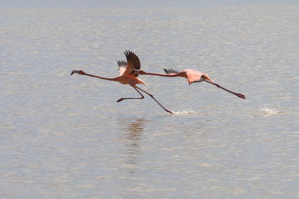 Launching Wild Flamingos, Long Island, The Bahamas thumbnail