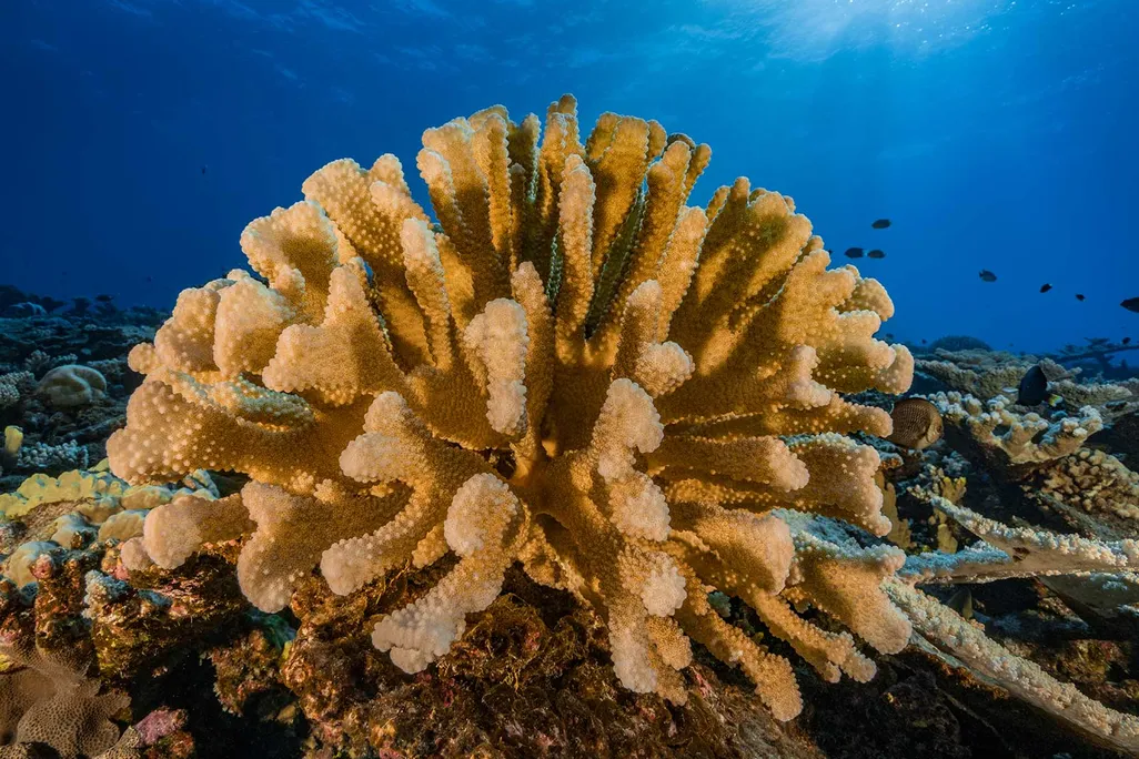 Coral reef