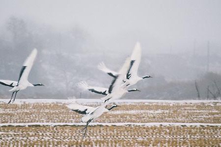 North and South Korea are collaborating to save one of the world's most endangered bird species, red-crowned cranes.