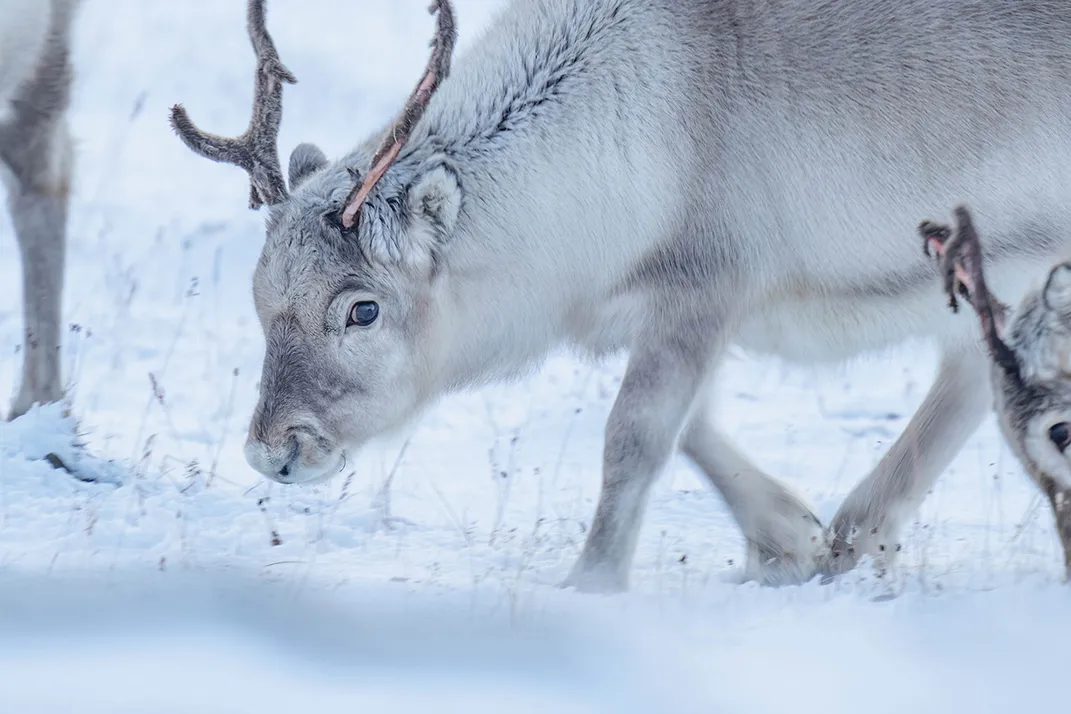 Reindeer are the only deer whose females have antlers. They keep them almost a full year, while males shed theirs in winter.