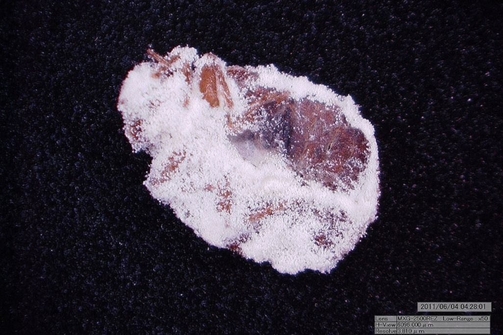A bed bug killed by Beauveria bassiana