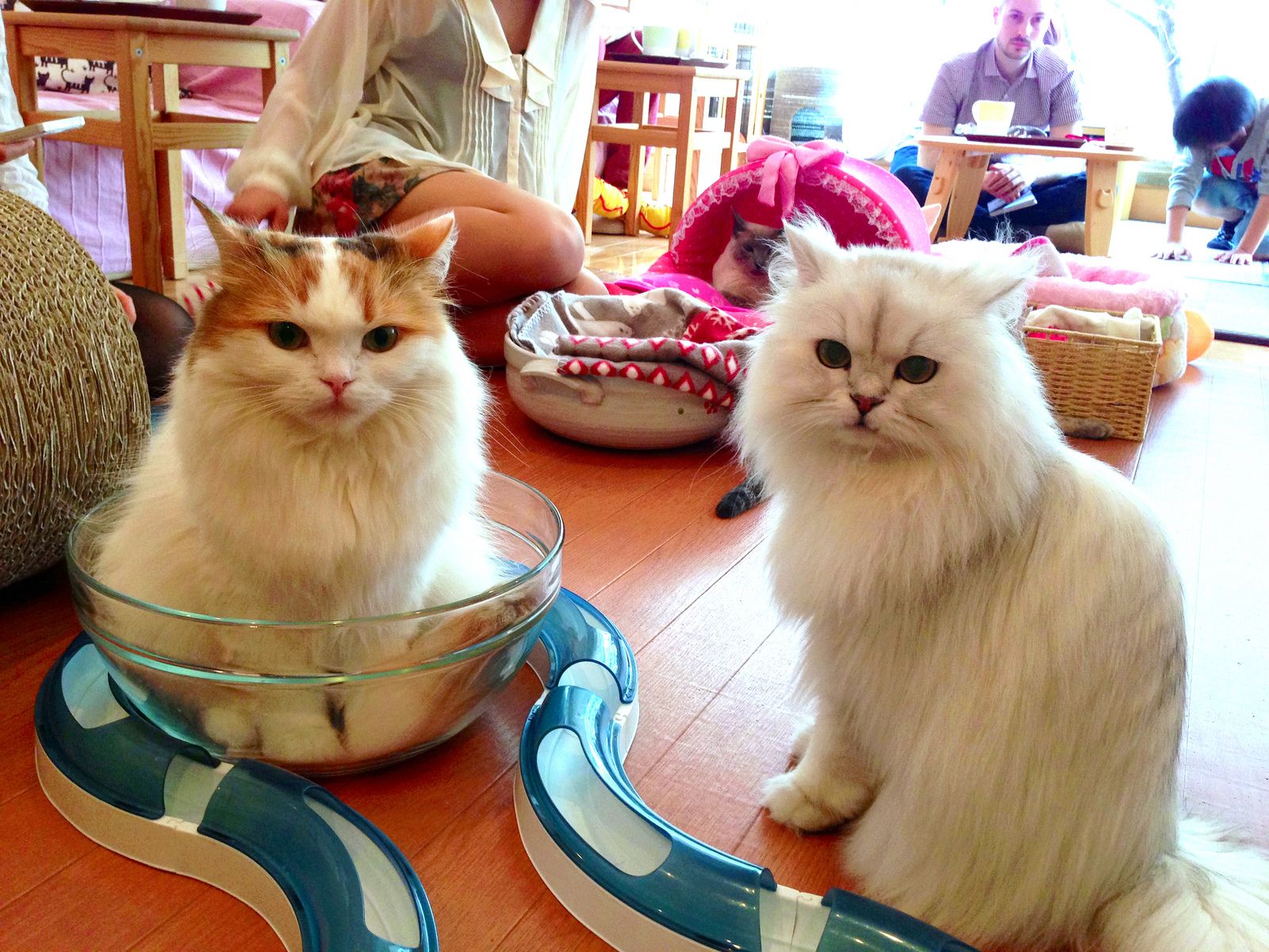Pay Purr Pet At Japan'S Cat Cafés | Travel| Smithsonian Magazine