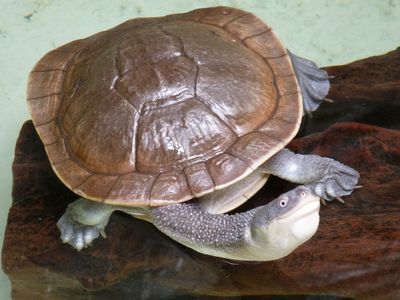 Chelodina mccordi, hunted to near extinction for the pet trade. 