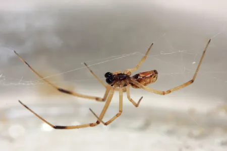 The male brown widow spider may not be as unlucky in love as we once thought.