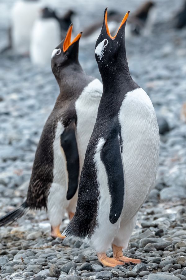 penguins engaged in a duet to the sky thumbnail