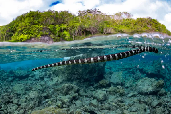 Serpent of the Shallows thumbnail