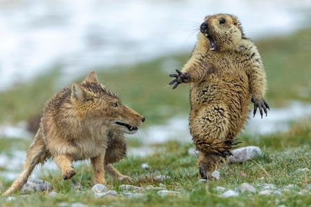 On a cold day in early spring in China’s Qilian Mountains National Nature Reserve, photographer Yongqing Bao watched a fox and marmot tango for about an hour before they finally clashed. Minutes later, the fox trotted away with a delicious meal.