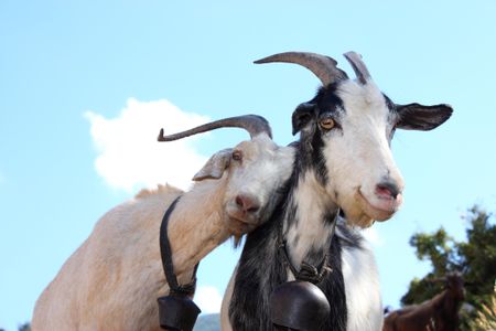 You've goat a friend in me.