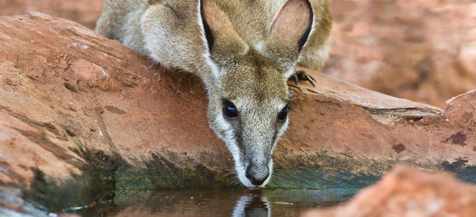  Wallaby drinking from a rock pool 