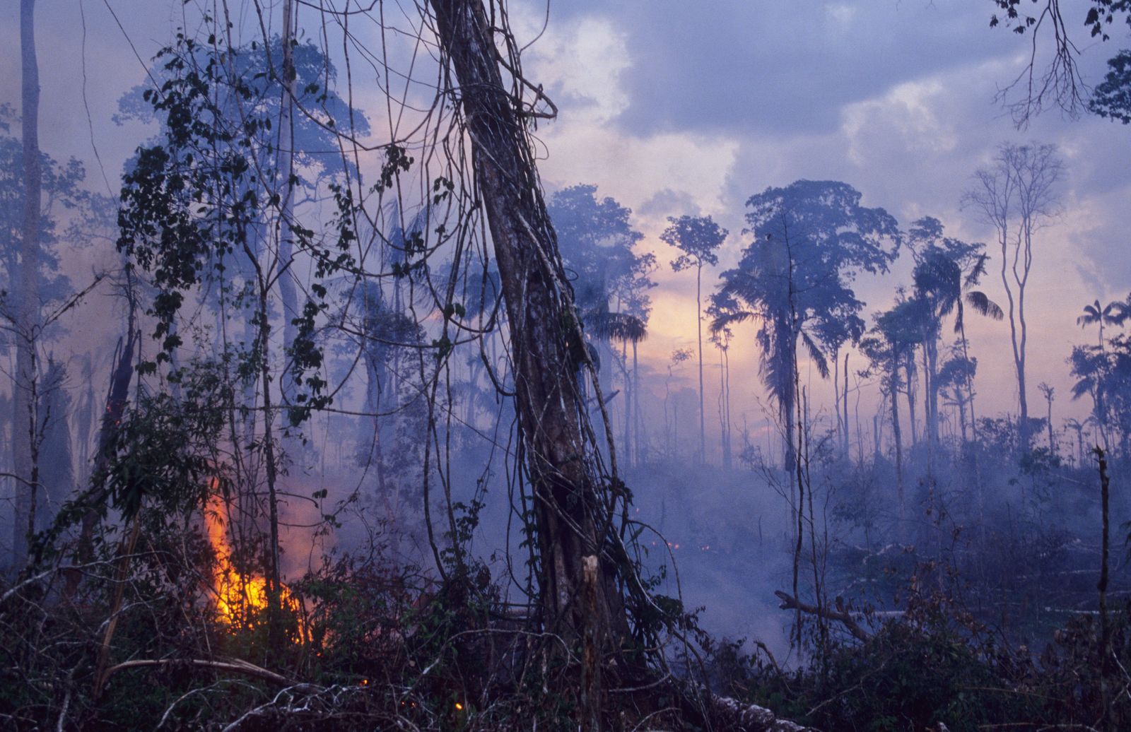 The Amazon Rainforest Now Emits More Greenhouse Gases Than It Absorbs |  Smart News| Smithsonian Magazine