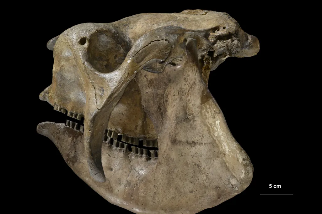 Skull of a Glyptodon 