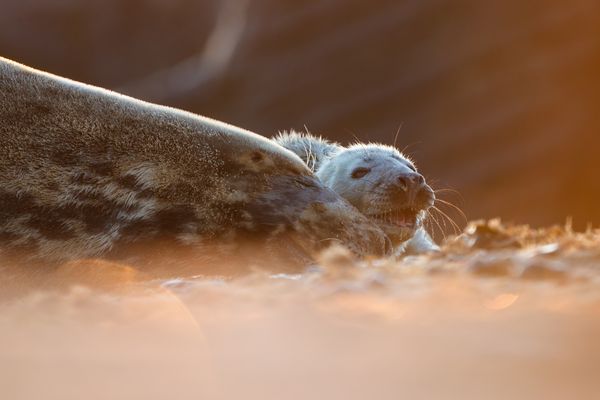 A seal pup seems to share a laugh with its mother thumbnail