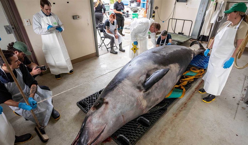 researchers stand around a spade-toothed whale for dissection