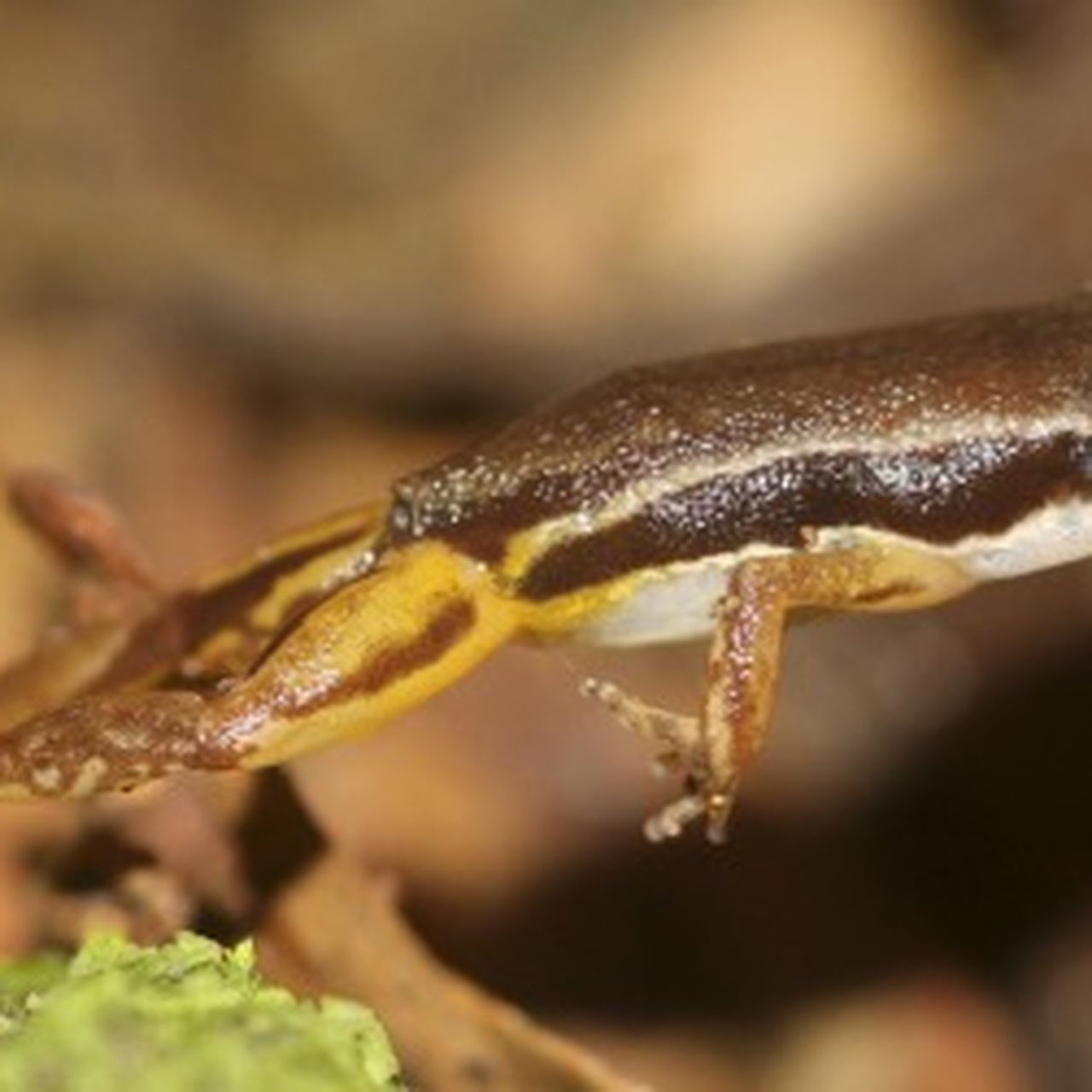 (aui)ONOFF FROG'S LEAPⅡ 51° 58° Leaping Frogs on Leap Day