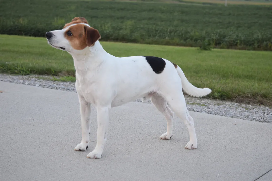a danish-swedish farmdog stands on a sidewalk and looks to the left