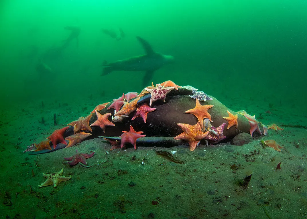 An image of a California sea lion laying on the ocean floor with dozens of bat stars covering its body.