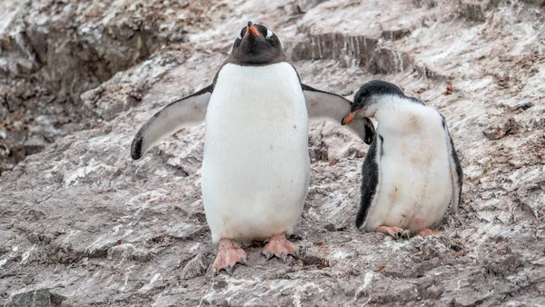 Compassion thumbnail