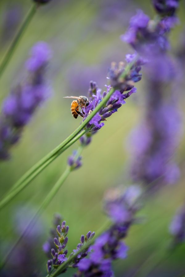 A bee among the lavender thumbnail