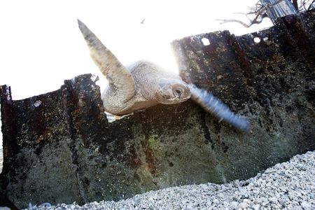 A nesting Hawaiian green sea turtle, or honu in Hawaiian, struggles while trapped in a hole in the sea wall on Tern Island in 2014. This female was rescued, but in 2021 at least seven females died after being trapped on the island.