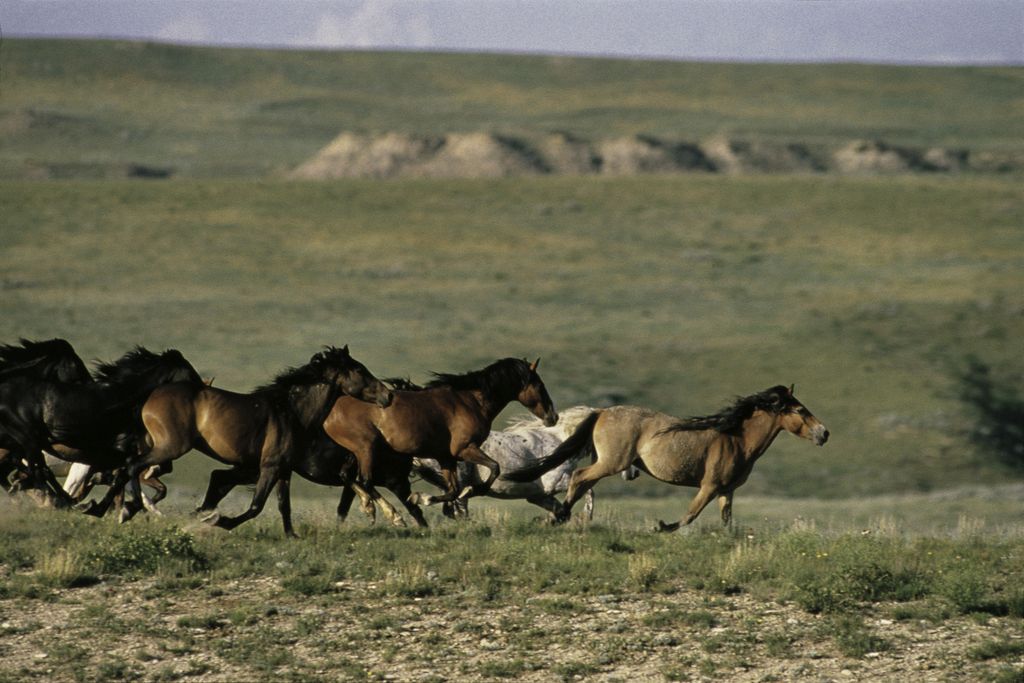 Horses running through prairie grass