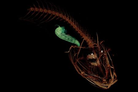 A CT scan of Pseudoliparis swirei