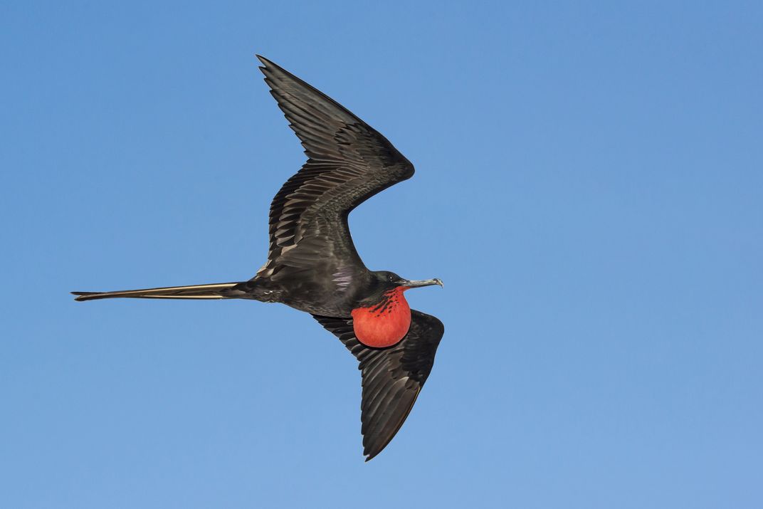 Magnificent frigate bird in flight