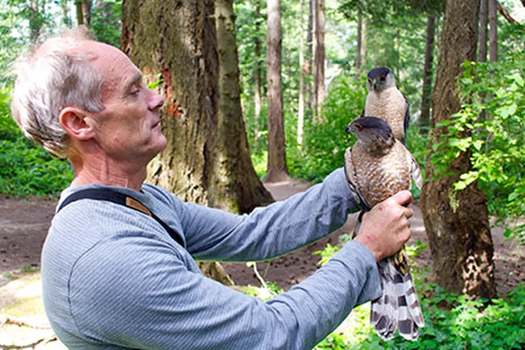Bob Rosenfield with Coopers hawks