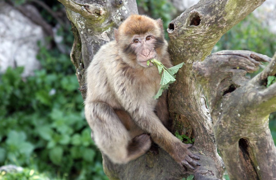 A Barbary ape, native to Gibraltar