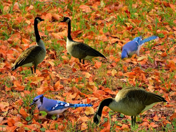 Blue Jays and Canadian Geese Composite thumbnail