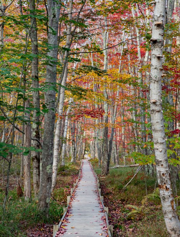 Jessup Path in Fall thumbnail