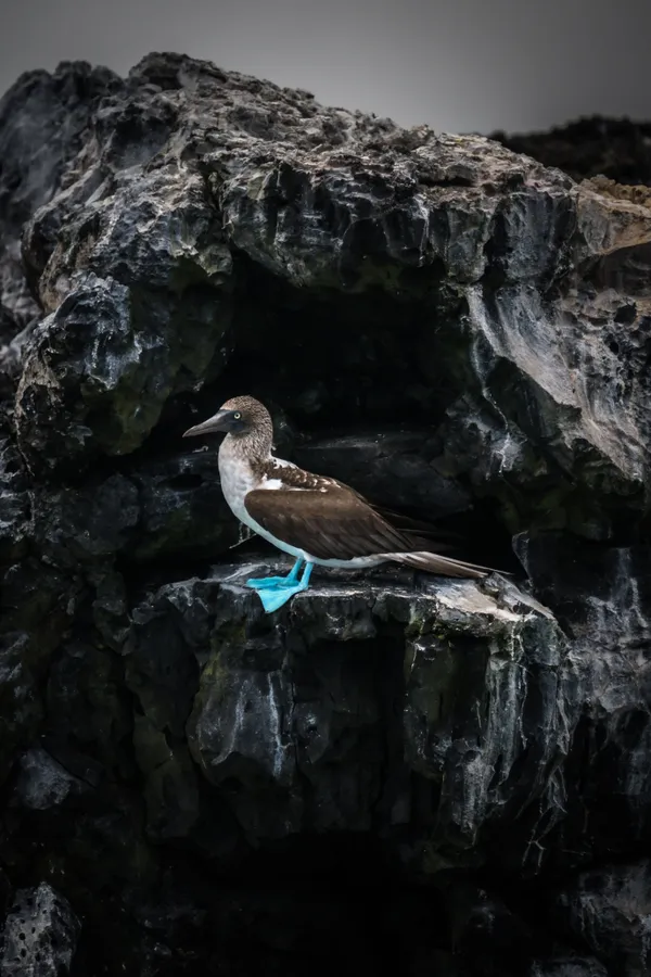 The blue-footed Booby thumbnail