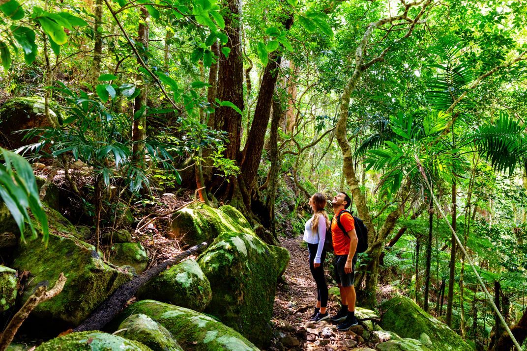 Trail in Lamington National Park