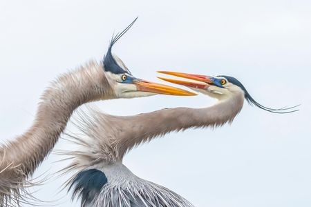 Great Blue Heron