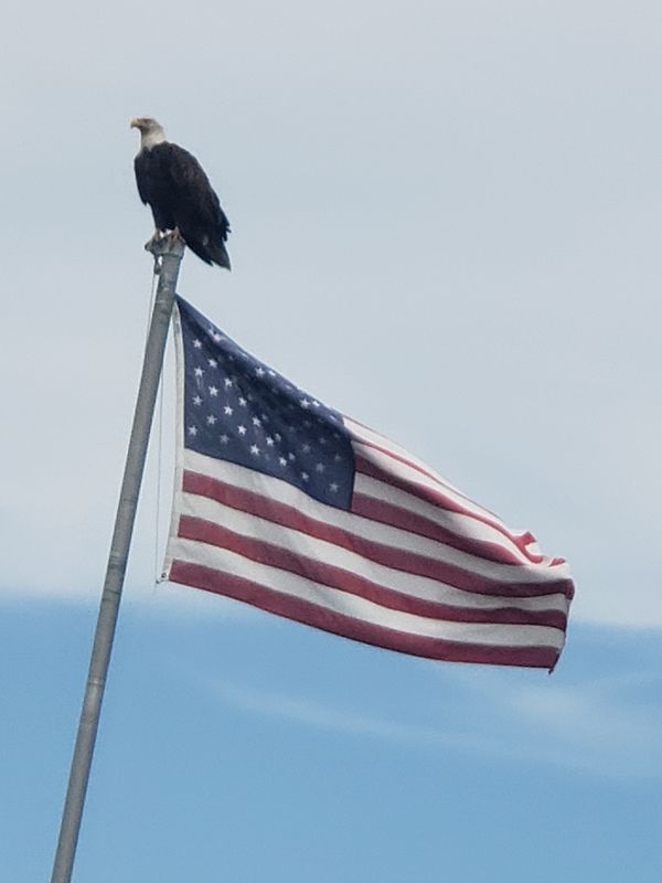 Bald eagle on American Flag pole thumbnail