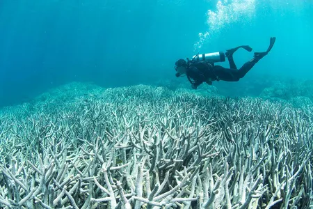 A diver swims over a bleached section of the Great Barrier Reef near Heron Island.