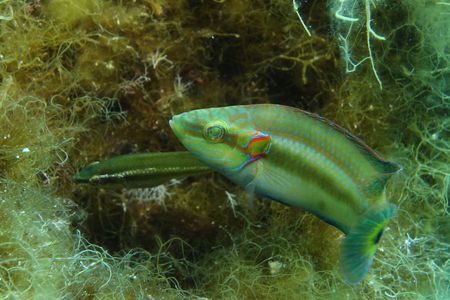 A nesting male with a female in his nest. 