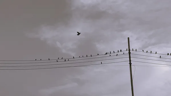 Birds on the wire. thumbnail