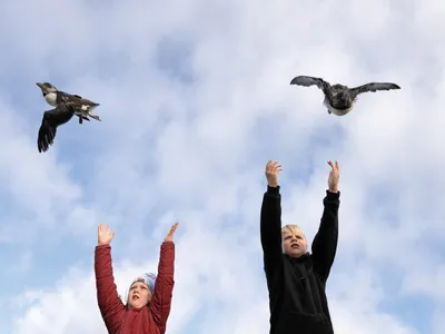 Opener - Íris Dröfn Guðmundsdóttir (left) and her cousin Anton Ingi Eiríksson release pufflings from the Hamarinn sea cliff on the Icelandic island of Heimaey.