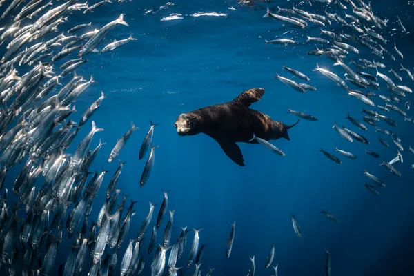 Sardine Snack thumbnail