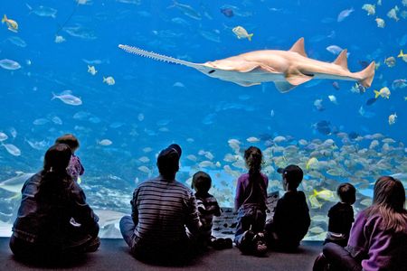 In times of desperation, female sawtooth sharks have been known to reproduce sans males. For other species, solo reproduction is downright vanilla.