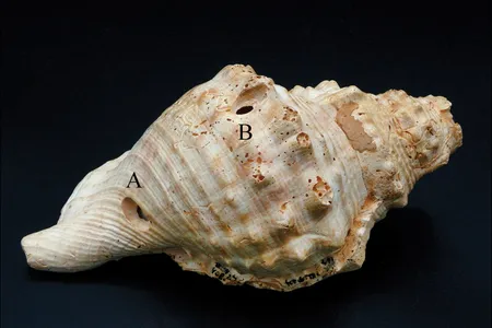 A shell trumpet found in Catalonia
