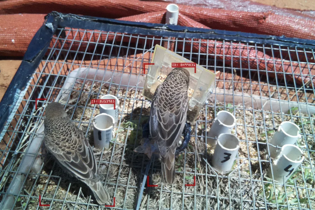 sociable weaver birds