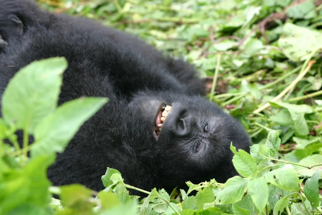 Rwanda gorilla