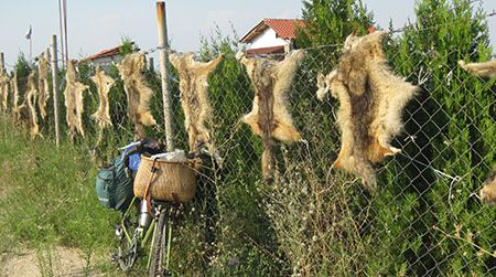 Red foxes get no love in Bulgaria.