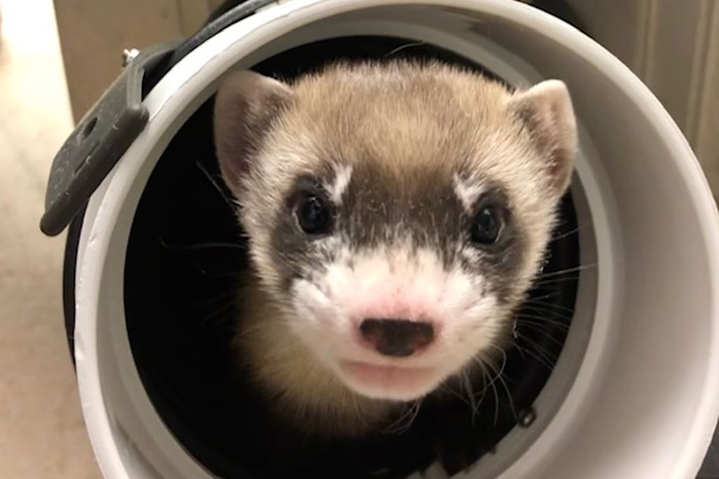 Cloned black-footed ferret